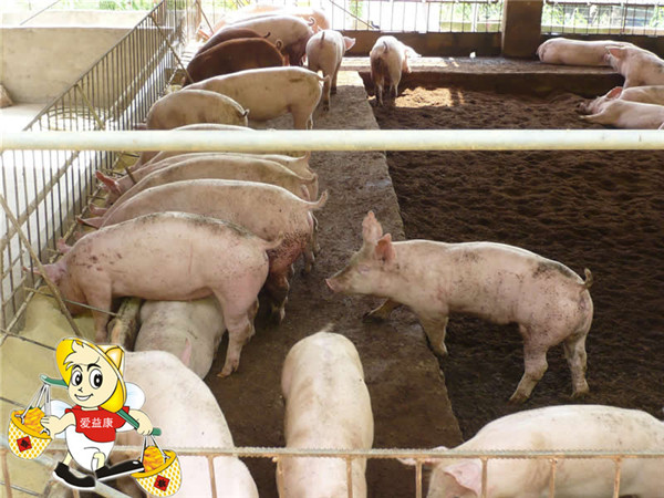 发酵床养猪技术案例图片