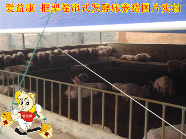 发酵床养猪案例图片